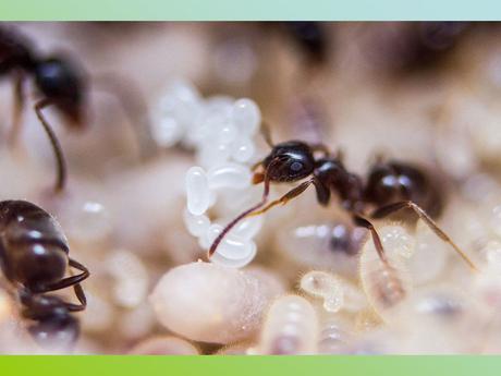 Pays Etranger- L'Antarctitique