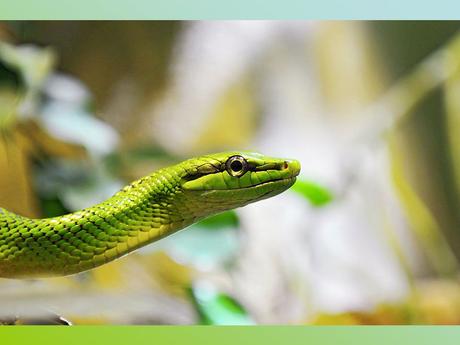 Pays Etranger- L'Antarctitique