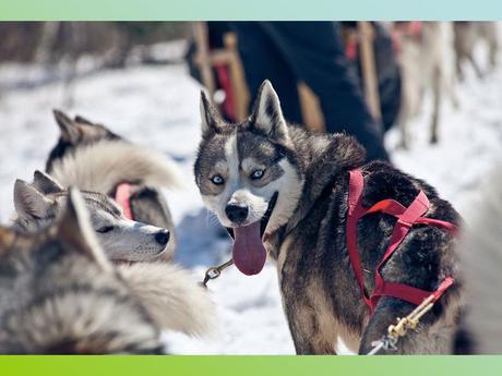 Pays Etranger- L'Antarctitique