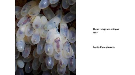 Divers - Photos insolites