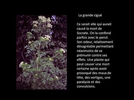 Fleurs et Plantes  - Plantes Toxiques
