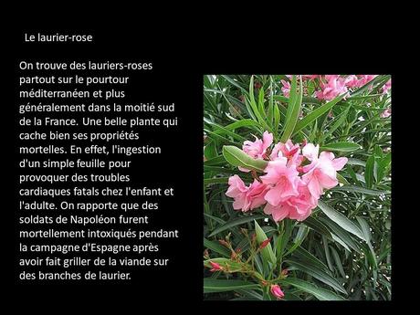 Fleurs et Plantes  - Plantes Toxiques
