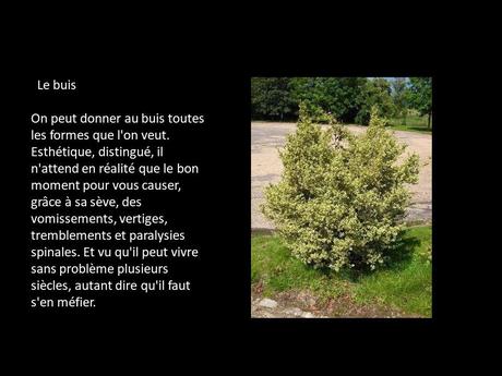 Fleurs et Plantes  - Plantes Toxiques