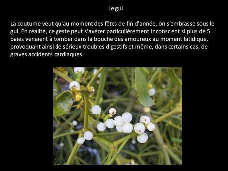 Fleurs et Plantes  - Plantes Toxiques