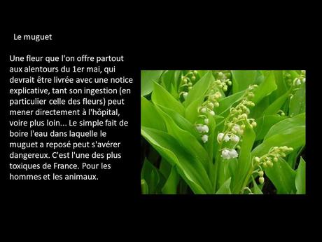 Fleurs et Plantes  - Plantes Toxiques