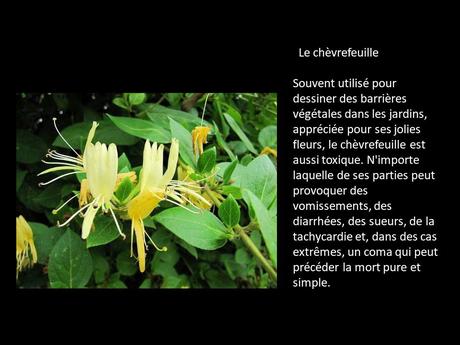 Fleurs et Plantes  - Plantes Toxiques