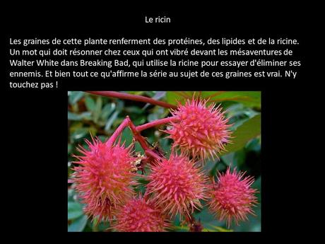 Fleurs et Plantes  - Plantes Toxiques