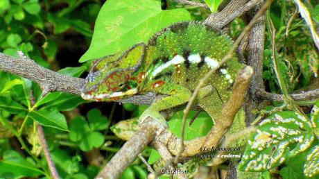 La France - Ile de la Réunion