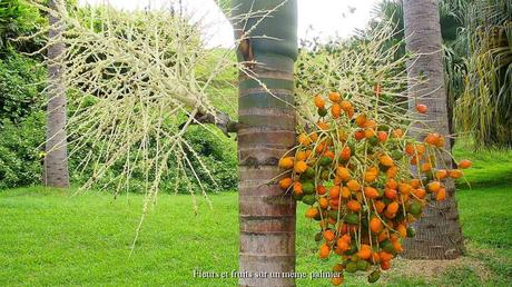 La France - Ile de la Réunion
