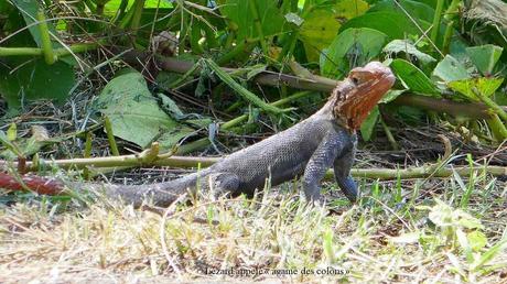 La France - Ile de la Réunion