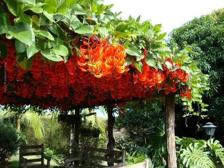 Divers - Quelques fleurs