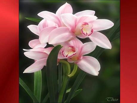 Divers - Quelques fleurs