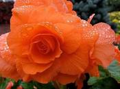 Divers Quelques fleurs