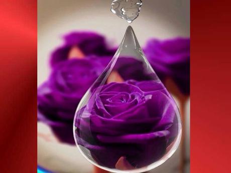 Divers - Quelques fleurs