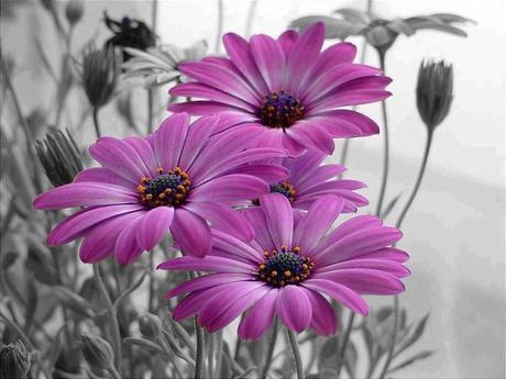 Divers - Quelques fleurs