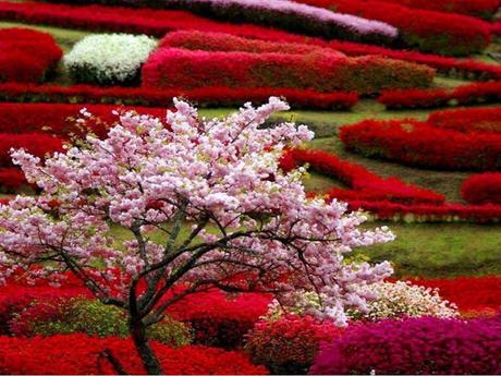 Divers - Quelques fleurs