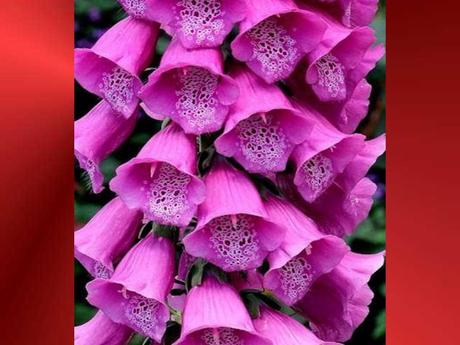 Divers - Quelques fleurs