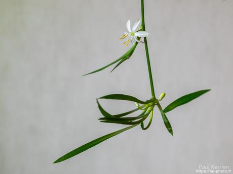 aube à la pointe de Sainte-Marine #Combrit #Bretagne #Finistère