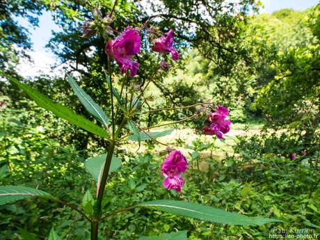 la comète au dessus du menhir à #Loctudy #Bretagne #Finistère