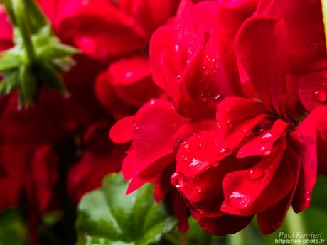 la comète est toujours là avec même des étoiles filantes #Bretagne #Finistère la comète est toujours là avec même des étoiles filantes #Bretagne #Finistère