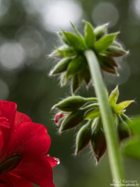 la comète est toujours là avec même des étoiles filantes #Bretagne #Finistère la comète est toujours là avec même des étoiles filantes #Bretagne #Finistère