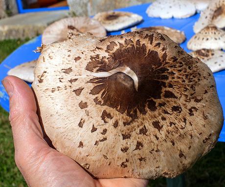 sans fuite, sans orgueil