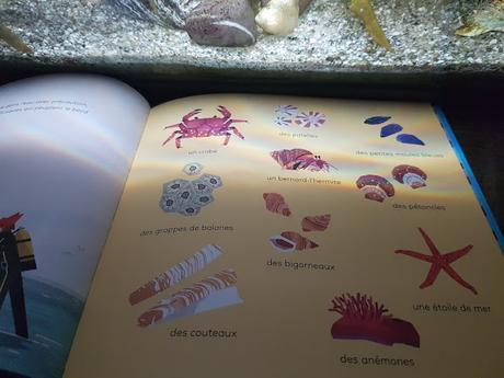 Le constellis des profondeurs de Benjamin Flouw - La Pastèque ♥ ♥ ♥