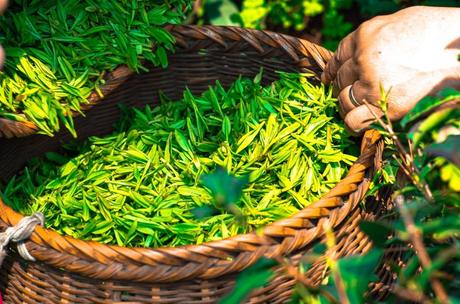 feuilles de thé vert