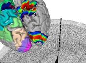 CERVEAU gigantesque atlas dévoile cytoarchitecture