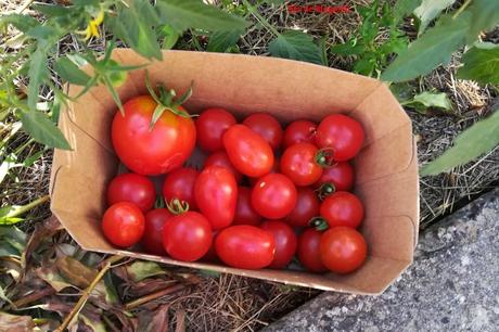 Projet 52-2020 #31 – Couleur chaude Projet 52-2020 #31 – Couleur chaude