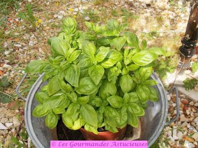 Pestapenade (Vegan) Pestapenade (Vegan)