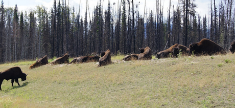 707_ Surles traces de... (7 et fin)