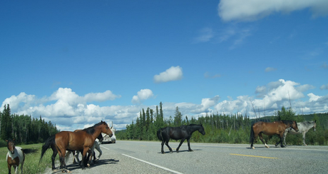 707_ Surles traces de... (7 et fin)