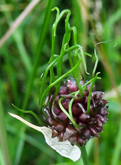 Ail des vignes (Allium vineale)