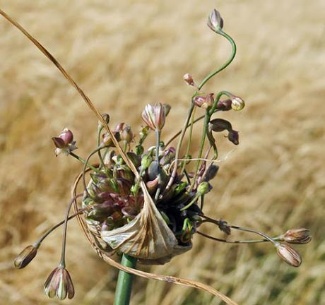 Ail des champs (Allium oleraceum)