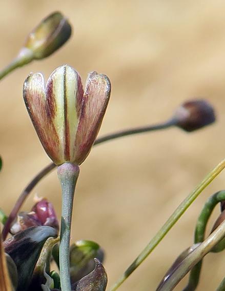 Ail des champs (Allium oleraceum)