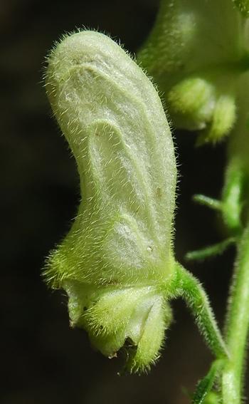 Aconit tue-loup (Aconitum lycoctonum subsp. vulparia)