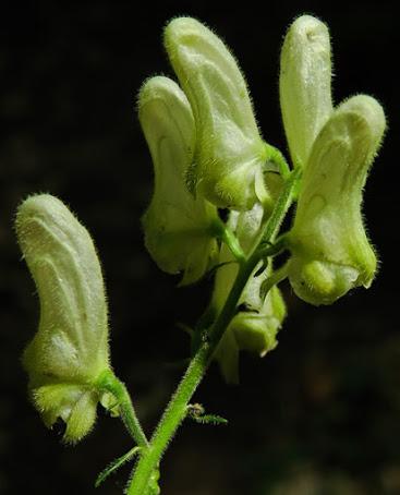Aconit tue-loup (Aconitum lycoctonum subsp. vulparia)