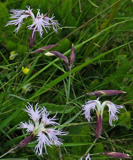 Œillet superbe (Dianthus superbus)
