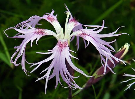 Œillet superbe (Dianthus superbus)