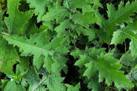 Chardon bardane (Carduus personata)