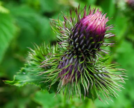 Chardon bardane (Carduus personata)