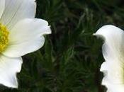 Pulsatille d'Autriche (Anemone scherfelii subsp. scherfelii)
