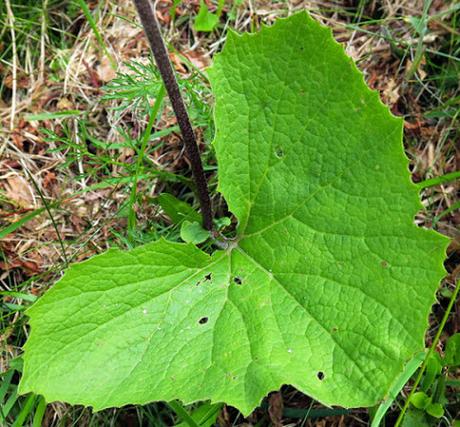 Adénostyle à feuilles d'alliaire (Adenostyles alliariae)