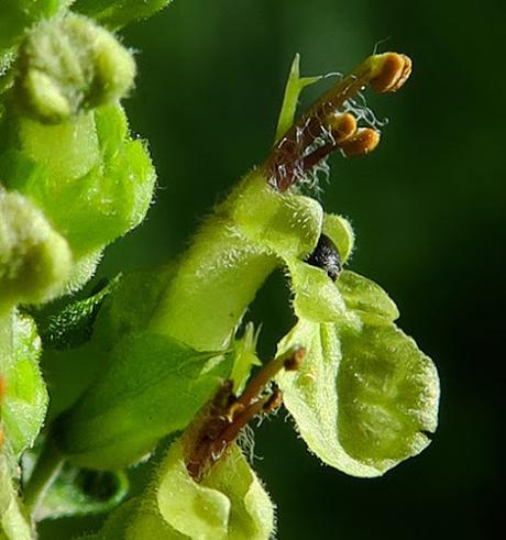 Germandrée scorodine (Teucrium scorodonia)
