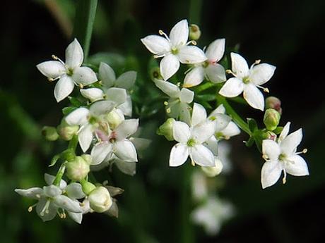 Gaillet des rochers (Galium saxatile)