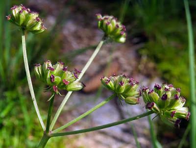 Sélin des Pyrénées (Epikeros pyrenaeus) 01/08