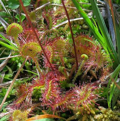 Rossolis à feuilles rondes (Drosera rotundifolia)