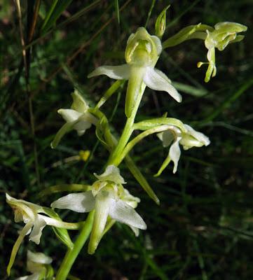 Orchis verdâtre (Platanthera chlorantha)