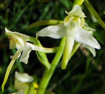 Orchis verdâtre (Platanthera chlorantha)